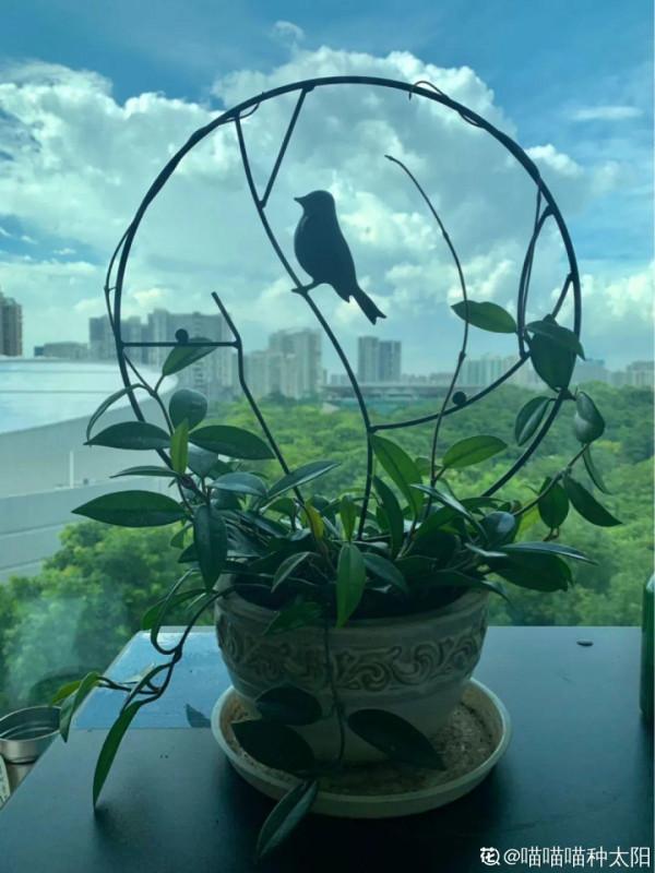 10種花得窮養,盆越小、水越少,越長得旺 10種花得窮養,盆越小、水越少,越長得旺