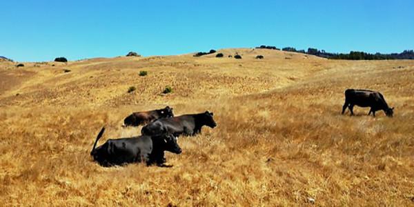 農村婦女彭美竹，養牛10年坐擁1200萬資產，帶領鄉民發家致富