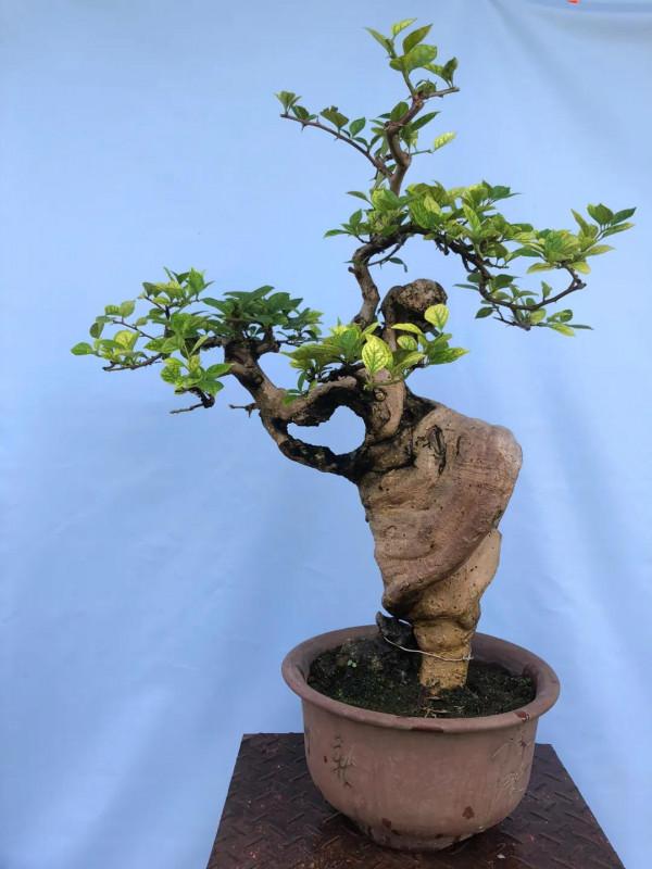 梅花盆栽的圖片