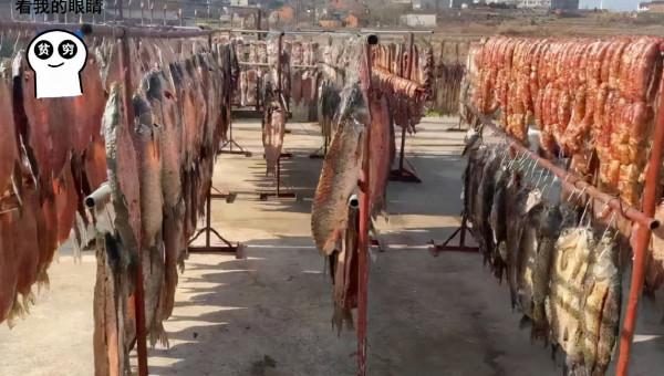 臘味十足，農戶院中曬500只雞、500條魚、5頭豬，網友看到流口水