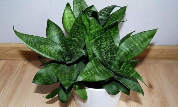 3種&OpenCurlyDoubleQuote;小綠植&rdquo;，耐旱耐陰很好養，半月澆次水，&OpenCurlyDoubleQuote;肥嘟嘟&rdquo;不停長