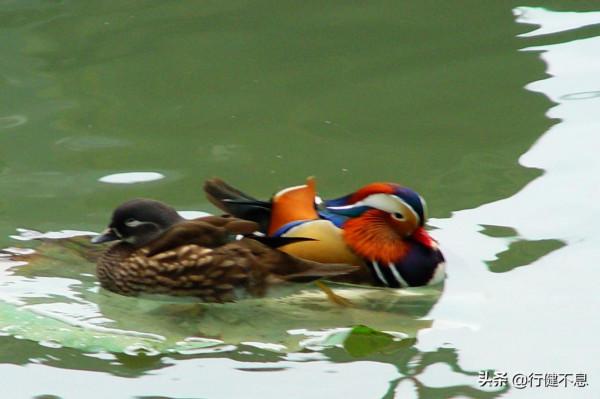 薛濤最經典的十首詩,清麗婉轉、細膩真摯,巾幗不讓鬚眉 薛濤最經典的十首詩,清麗婉轉、細膩真摯,巾幗不讓鬚眉
