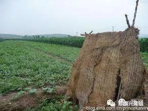 陪爺爺看瓜的日子，如今想起來是多麼美好