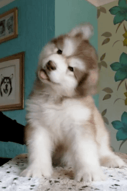 妹子養了一隻超萌的金毛寶寶,但幾個月後……怎麼變“哈士奇”了 妹子養了一隻超萌的金毛寶寶,但幾個月後……怎麼變“哈士奇”了