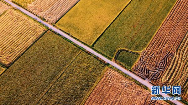 湖北南漳:稻飄香 糧滿倉 看大地滿目金黃 湖北南漳:稻飄香 糧滿倉 看大地滿目金黃