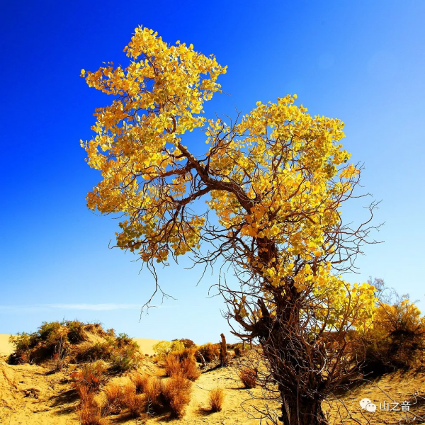 青海的秋天看這裡