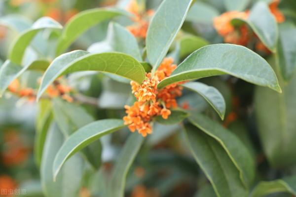 庭院無樹，無福無祿？有院子就種15種樹，隨便選一種，吉祥又好看