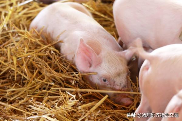 半年前該賣的豬,壓欄熬到現在簡單的算一下賬 半年前該賣的豬,壓欄熬到現在簡單的算一下賬