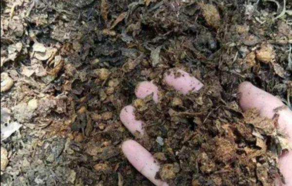 花土不用買，用3種“腐殖土”，鬆軟肥沃，養啥花都旺