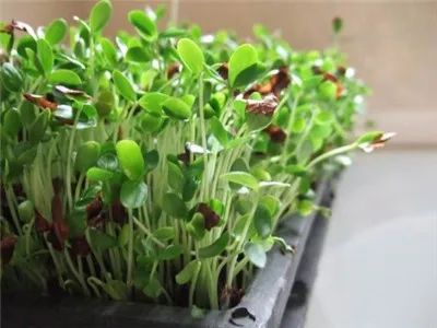 一個春天長高吃的完美食物