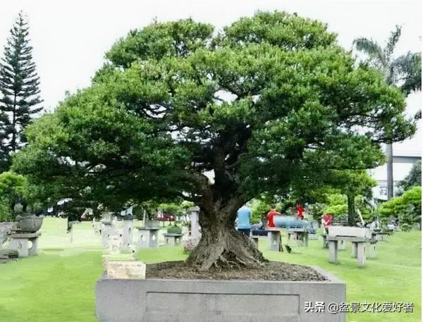 家有黃楊，世代棟樑！家裡栽黃楊，富貴又吉祥