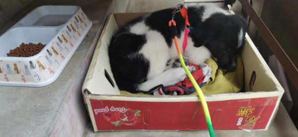 流浪狗奶糖和我的故事 流浪狗奶糖和我的故事