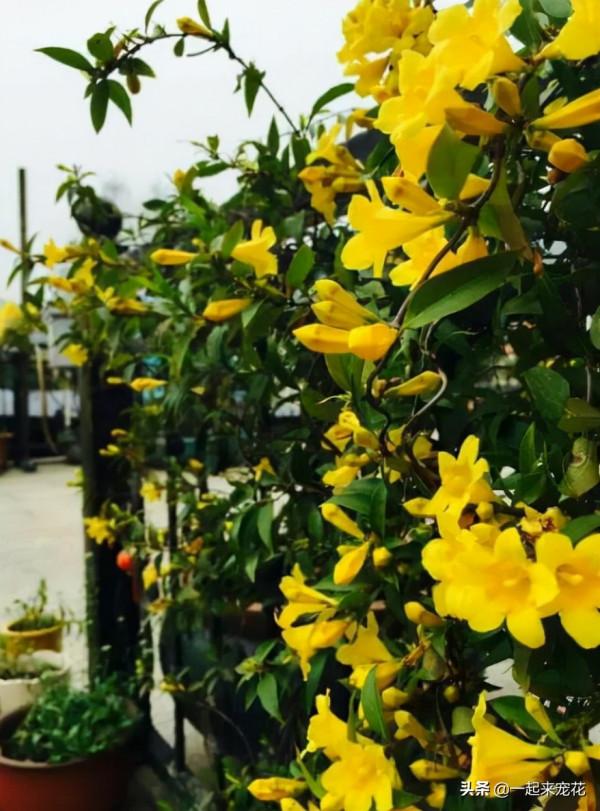 3種漂亮花，高雅大氣毒性強，再喜歡也別養在室內，趕緊搬出去