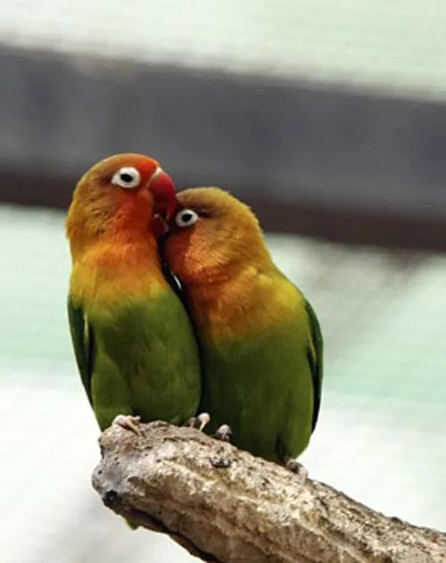 分享圖片一一比翼雙飛鳥