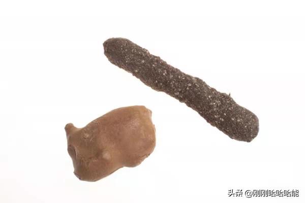 鴿子相機和其它中情局冷戰時期的間諜裝備 鴿子相機和其它中情局冷戰時期的間諜裝備