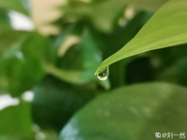 10種“髒髒”花,愛乾淨的人別養,會招蟲子 10種“髒髒”花,愛乾淨的人別養,會招蟲子