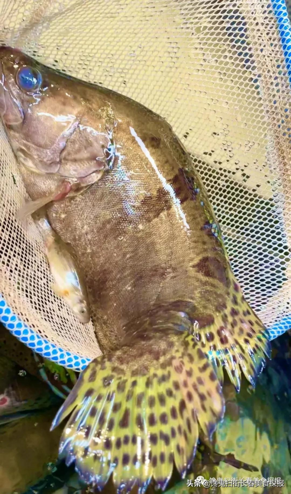 來自汪清百草溝。花泥鰍、川丁子,長白山小魚湯,已16年 來自汪清百草溝。花泥鰍、川丁子,長白山小魚湯,已16年