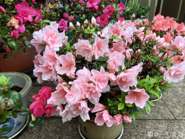 現在給花上秋肥,杆子粗、葉子密,不然冬天都凍死 現在給花上秋肥,杆子粗、葉子密,不然冬天都凍死