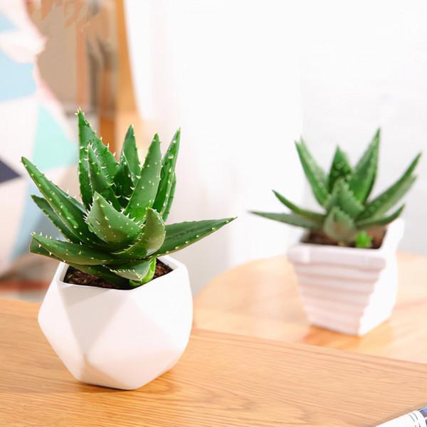 養花容易死，多因為不會澆水！常見的花卉澆水方式，快收好