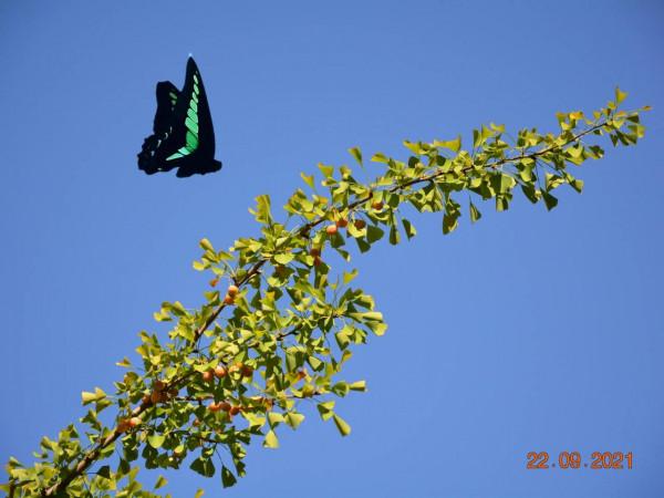 荷花和蝴蝶寓意