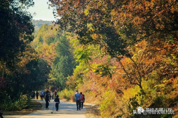賞紅何必去郊區!北京西五環邊上的這座公園,紅葉正好 賞紅何必去郊區!北京西五環邊上的這座公園,紅葉正好