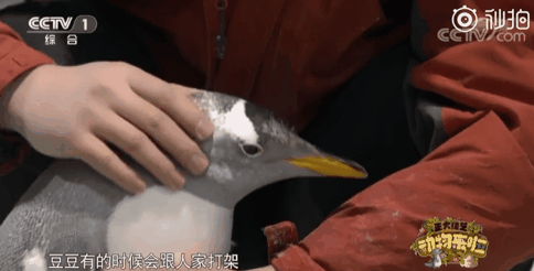 原來企鵝也會因為醜而單身，單身五年的企鵝終於脫單了