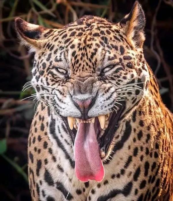 動物界難得一見的奇葩景象,太驚豔了,無比驚歎,讓人過目不忘 動物界難得一見的奇葩景象,太驚豔了,無比驚歎,讓人過目不忘