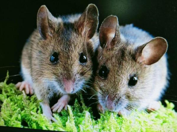 大話十二生肖之一 子鼠演說詞