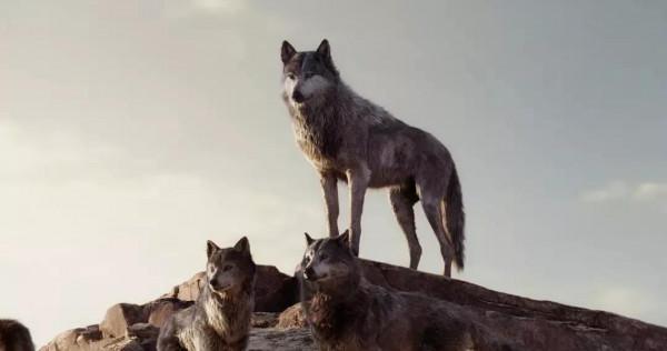 老獵人無家可歸,在山洞裡陪狼群生活 老獵人無家可歸,在山洞裡陪狼群生活