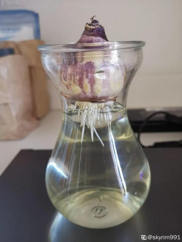 買花也要注意辨別“坑”,才能挑到好花,花開爆盆 買花也要注意辨別“坑”,才能挑到好花,花開爆盆