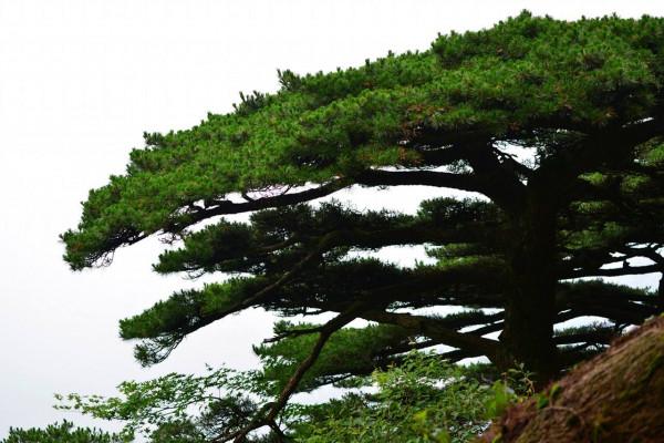 10大最勵志的詩篇排名，每首都很經典，哪首能排名第一？