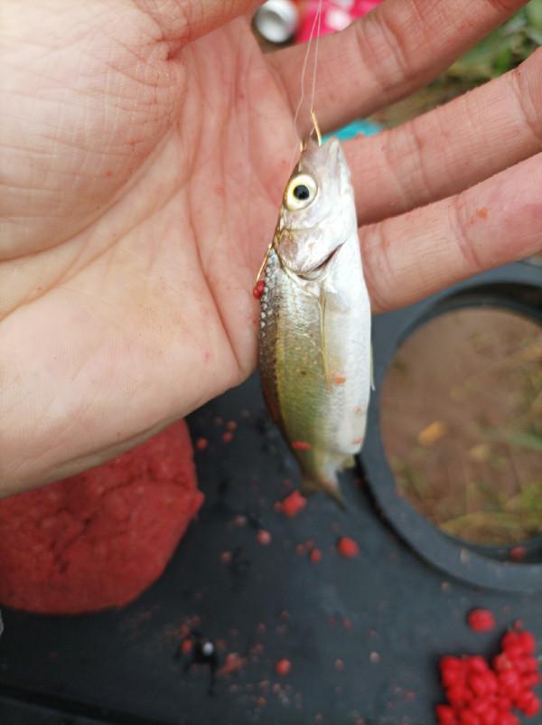 追尋那夢寐以求的大板鯽，結果魚護早已生鏽卡死
