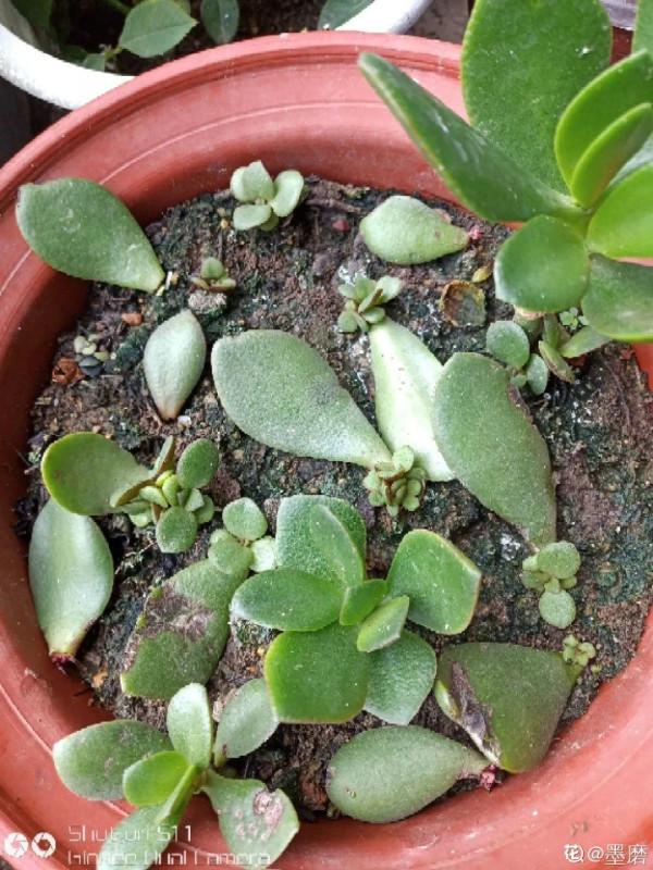 客廳養好樹，子孫一直富，8種樹養在家，鎮宅有安全感