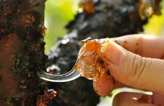 “可以吃的面膜”桃膠到底能美容嗎? “可以吃的面膜”桃膠到底能美容嗎?