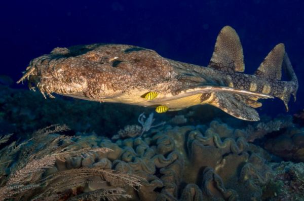 斑紋鬚鯊，海洋中的偽裝專家