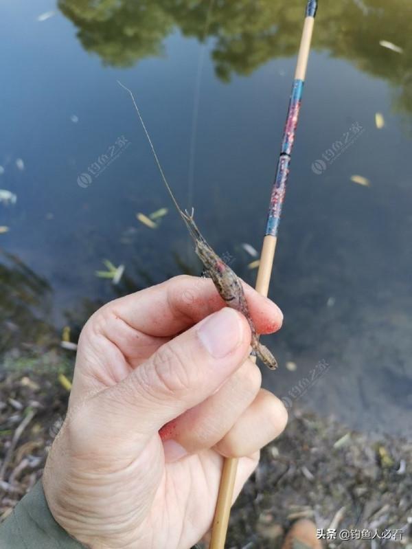 那個釣蝦仔又來了，順便開光新做的小物竿