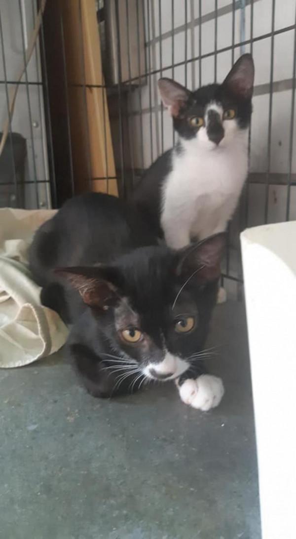 將流浪貓的孩子引誘送養，遭到貓媽每天上門哭訴，好心辦了壞事