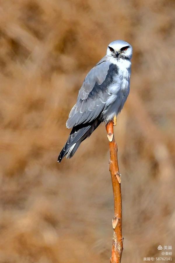 俊美空中小霸主“黑翅鳶”