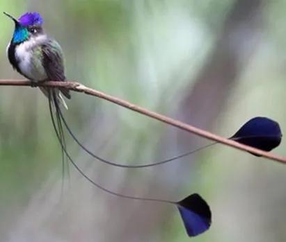 二十種長尾鳥賞析