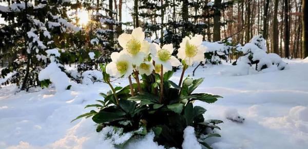 適合立冬後養的“9種花”,喜歡溫涼愛開花,有的花美,有的花香 適合立冬後養的“9種花”,喜歡溫涼愛開花,有的花美,有的花香