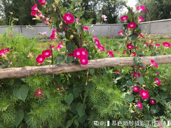 有這4個特點的院子,不拿來養花,簡直就是浪費 有這4個特點的院子,不拿來養花,簡直就是浪費