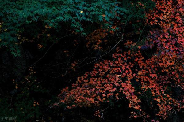 紅色才是中國秋天的主打色！這17處楓葉觀賞地，總有一個能驚豔你