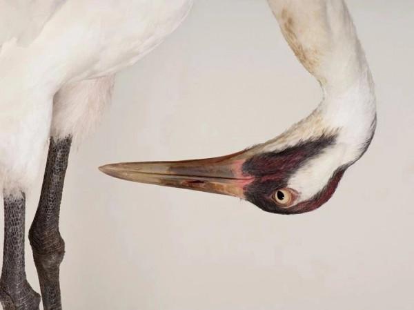 瀕危動物 的攝影 瀕危動物 的攝影