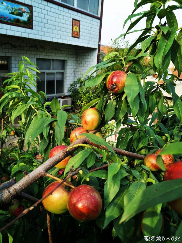 吃桃季,院子還沒種桃樹的看過來,純天然無公害 吃桃季,院子還沒種桃樹的看過來,純天然無公害