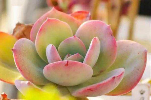 這四種多肉適合新手養，做好控養就能大變樣，普貨養出&OpenCurlyDoubleQuote;高階感&rdquo;