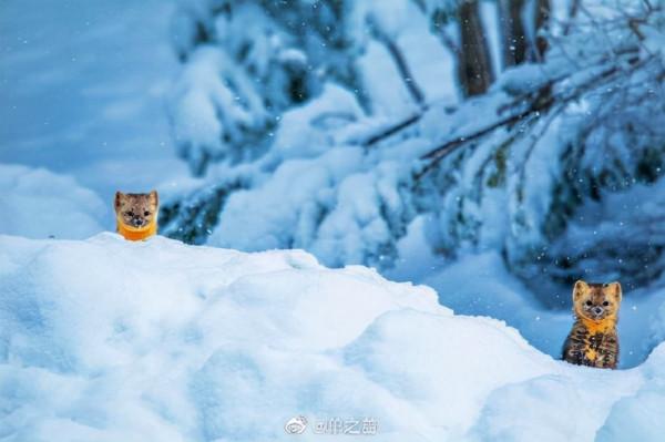 當大自然的這些萌寵亮相時，家寵們就該讓位了