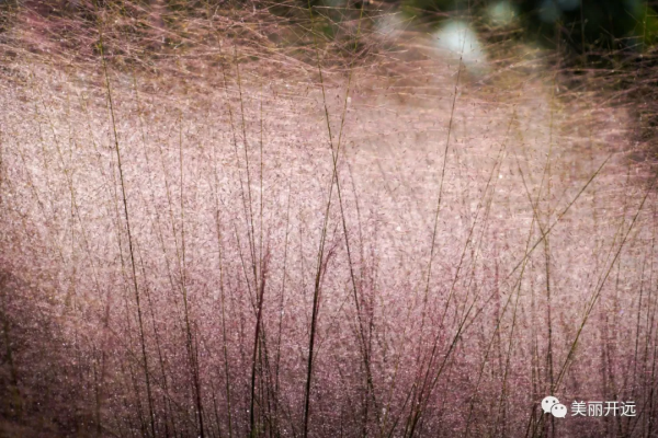 開遠粉黛亂子草浪漫盛放 宛若粉色“海洋” 開遠粉黛亂子草浪漫盛放 宛若粉色“海洋”