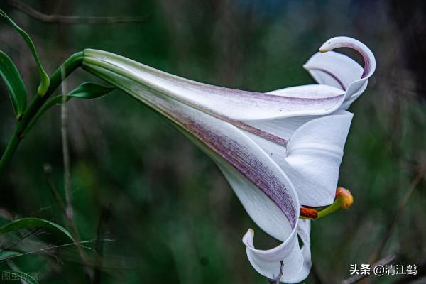 塊莖作物要長粗膨大用什麼藥劑?這幾個特效膨大素配方很";精典"; 塊莖作物要長粗膨大用什麼藥劑?這幾個特效膨大素配方很";精典";