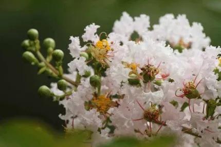 分享——紫薇花