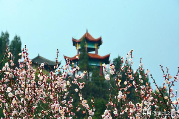 冬天的興義有多美！看看貴州醇景區盛開的梅花就知道了